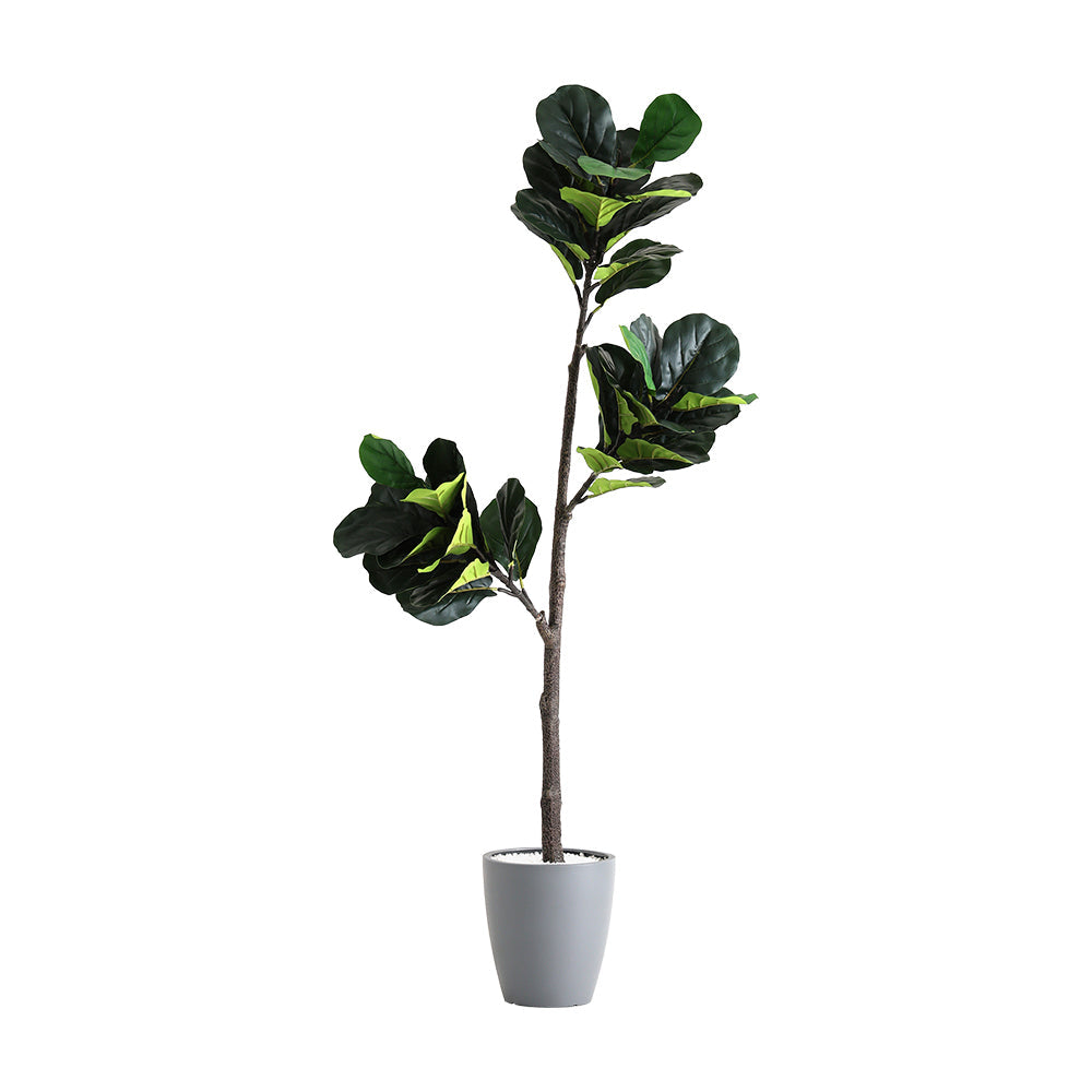 お手入れ簡単フェイクグリーン フィカス・リラータ Sサイズ(120cm) フェイクグリーン 観葉植物