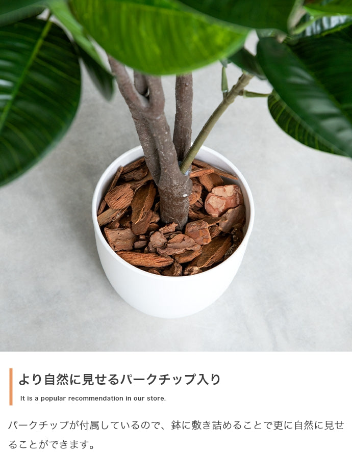 フェイクグリーン・オブジェ フェイクグリーン 高さ90cm Nature 光触媒人工観葉植物 パキラ