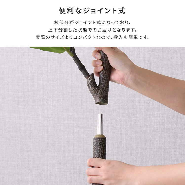お手入れ簡単フェイクグリーン フィカス・リラータ Lサイズ(180cm) フェイクグリーン 観葉植物