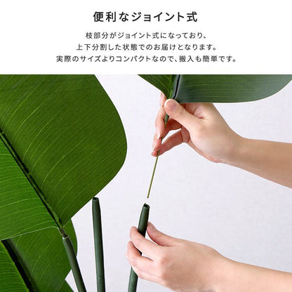 お手入れ簡単フェイクグリーン ストレリチア Lサイズ(180cm)
