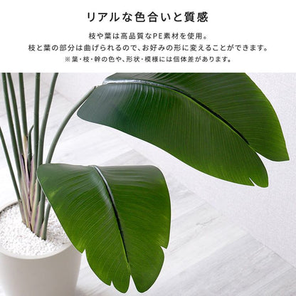 お手入れ簡単フェイクグリーン ストレリチア Lサイズ(180cm)