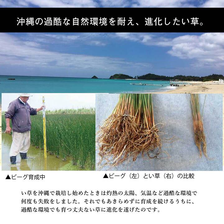 DX沖縄ビーグ ミニラグ 130X200 130×200cm ラグマット カーペット ラグ 絨毯