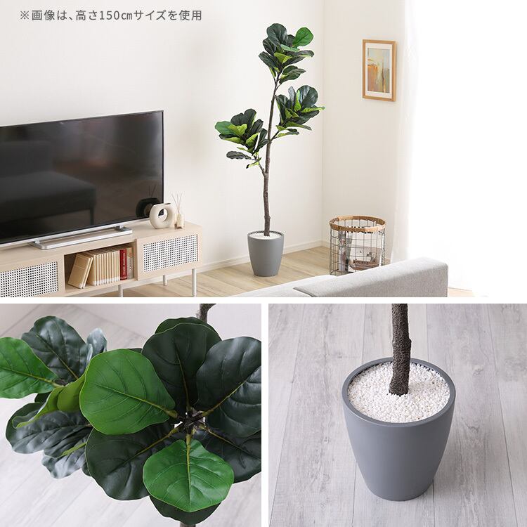 お手入れ簡単フェイクグリーン フィカス・リラータ Lサイズ(180cm) フェイクグリーン 観葉植物