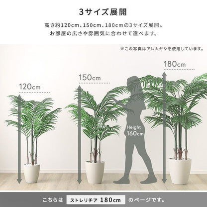 お手入れ簡単フェイクグリーン ストレリチア Lサイズ(180cm)