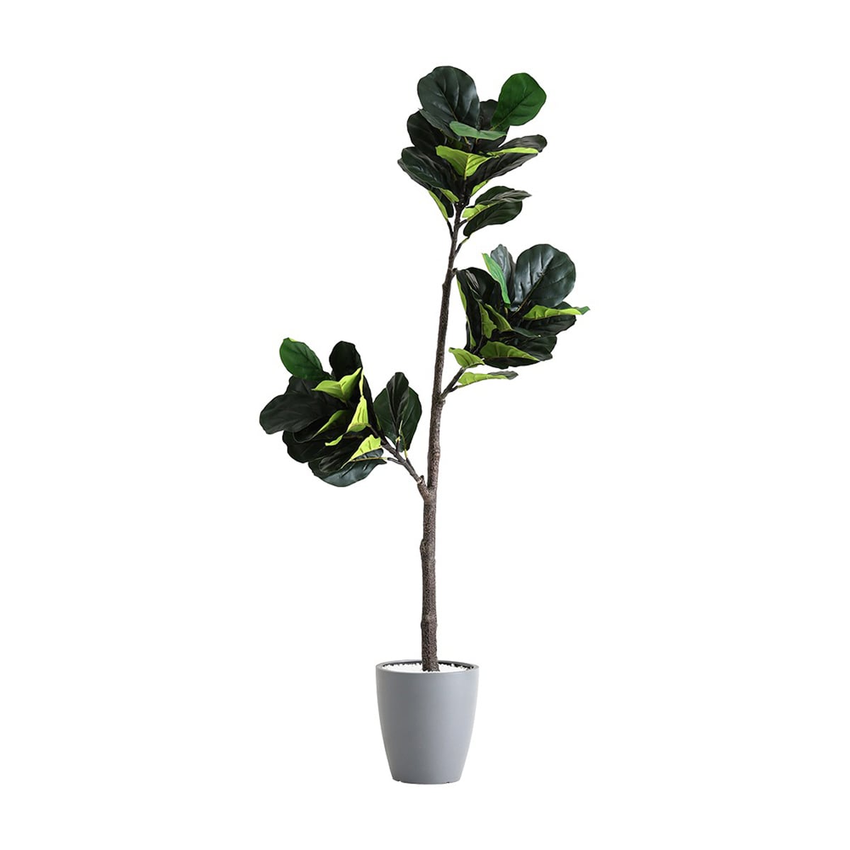 お手入れ簡単フェイクグリーン フィカス・リラータ Lサイズ(180cm) フェイクグリーン 観葉植物