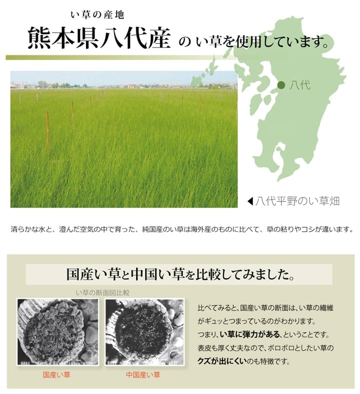 い草ラグ F不知火 ヒバ 団地間6畳 255X340 255×340cm ラグマット カーペット
